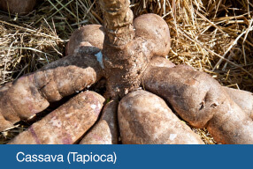 tech-feedstock-cassava