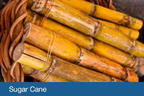 tech-feedstock-sugarcane